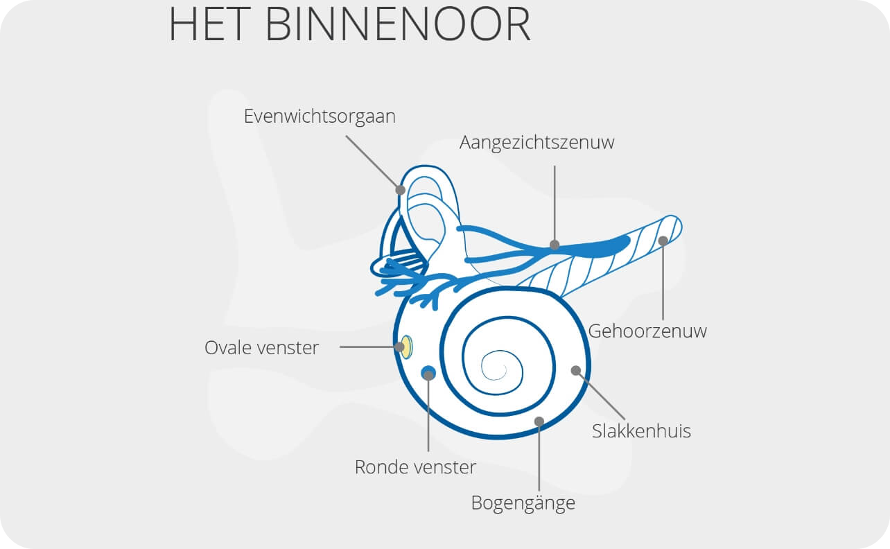 Het binnenoor anatomie uitleg