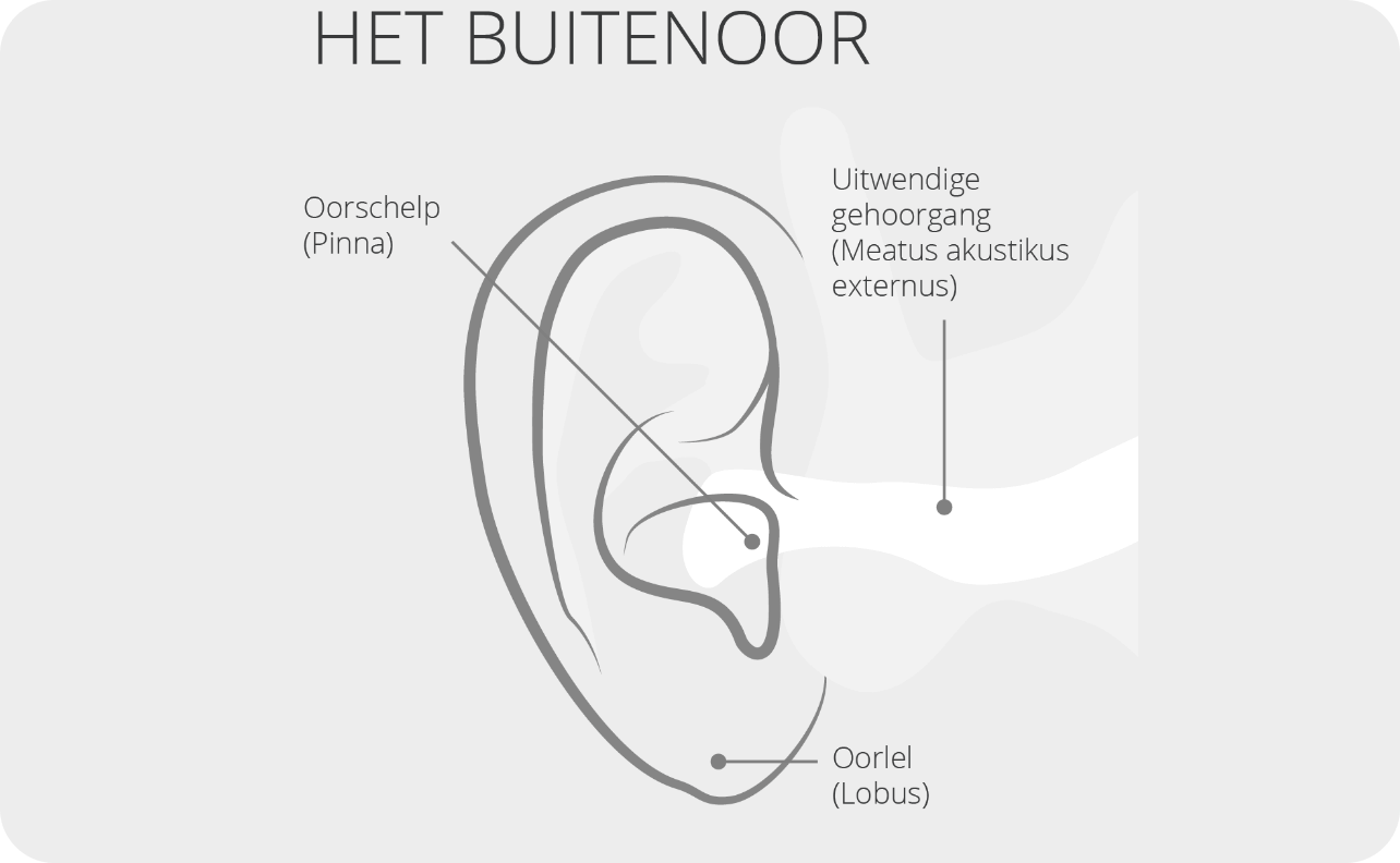 Het buitenoor anatomie uitleg