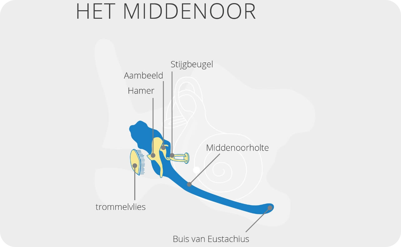 Het middenoor anatomie uitleg